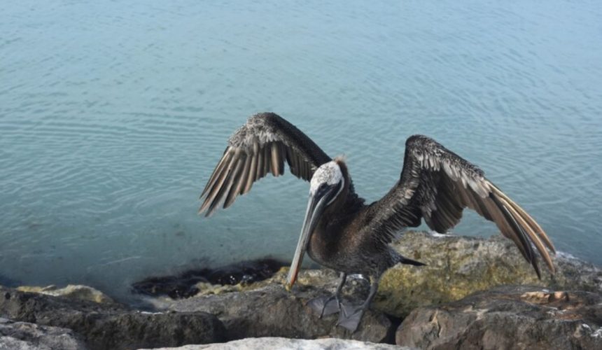 Guatemala - Gripe Aviar