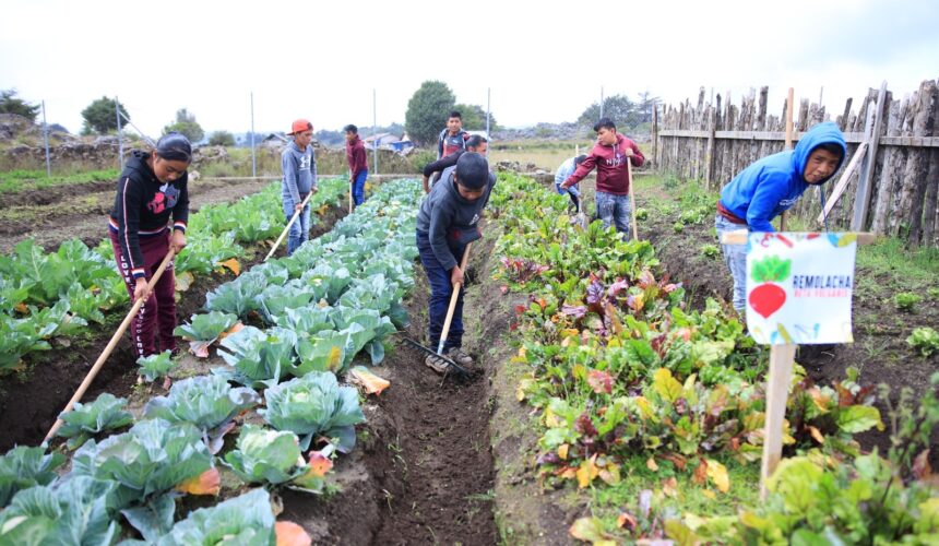 Huertos Escolares Educación Agrícola en Guatemala