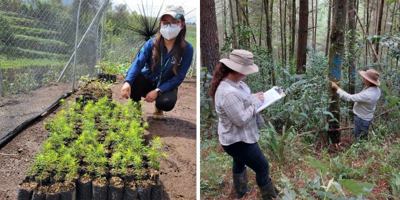 INAB planta 420 mil árboles en 2023