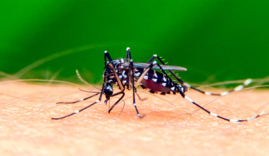 El Dengue en Guatemala ha alcanzado niveles alarmantes, siendo uno de los países más afectados por la peor ola de dengue en Latinoamérica