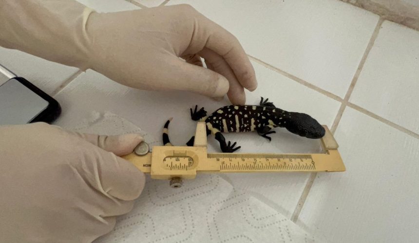 Tres crías de Heloderma charlesbogerti nacieron en el Zoológico La Aurora