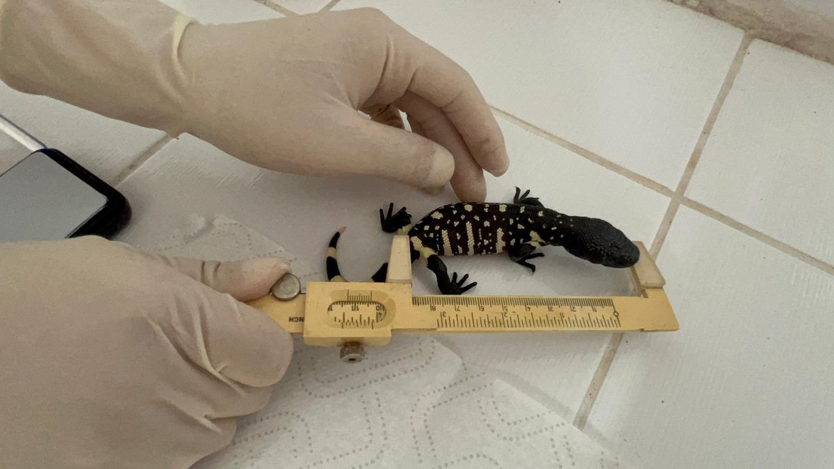 Tres crías de Heloderma charlesbogerti nacieron en el Zoológico La Aurora