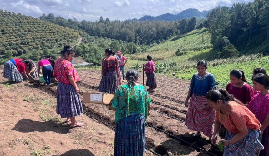 Agricultores de los Centros de Aprendizaje para el Desarrollo Rural trabajando en huertos hortícolas comunitarios en Cobán, Alta Verapaz.