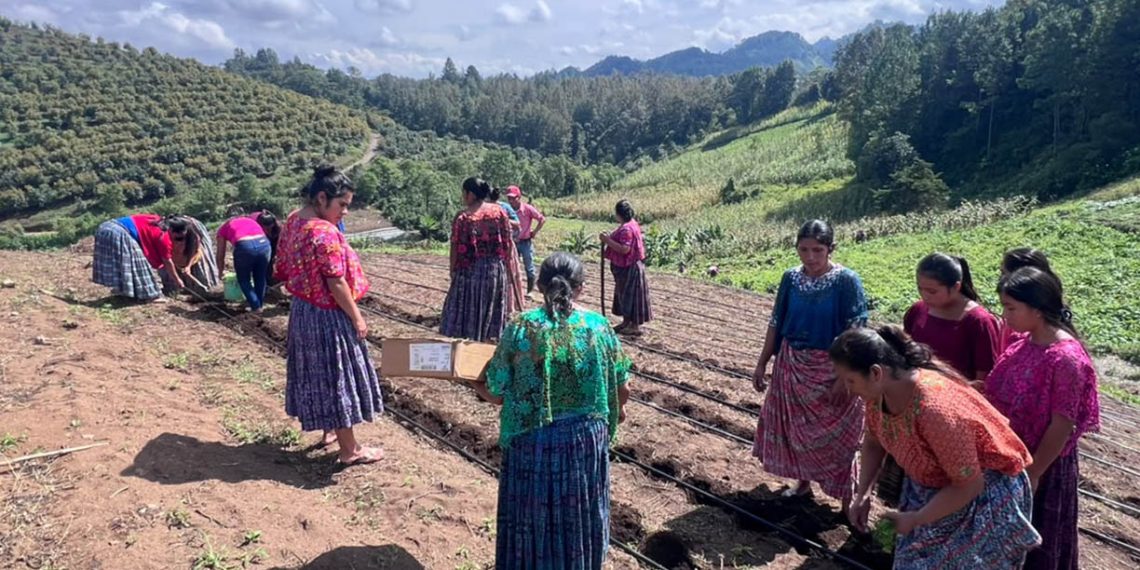 Agricultores de los Centros de Aprendizaje para el Desarrollo Rural trabajando en huertos hortícolas comunitarios en Cobán, Alta Verapaz.