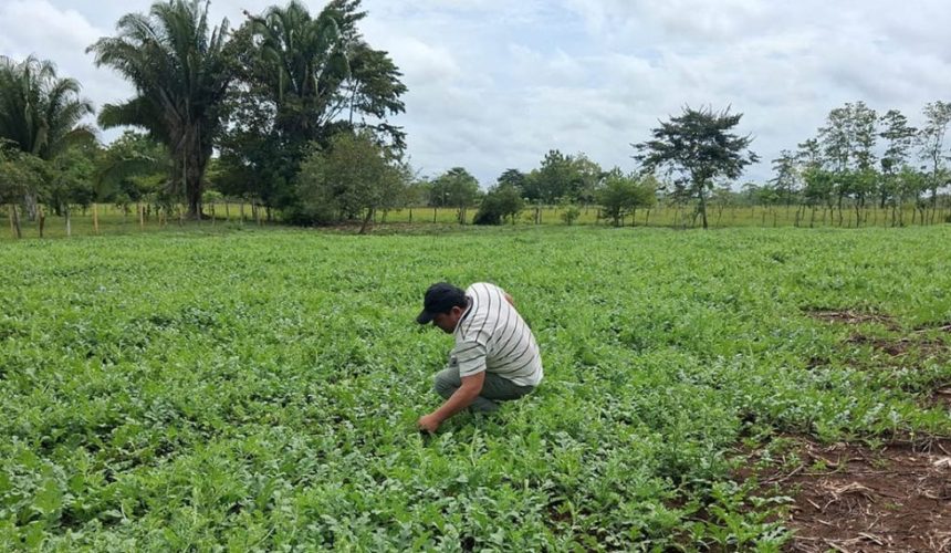 Productores de El Chal, Petén, en una parcela de siembra recibiendo asistencia técnica sobre el cuidado y manejo agronómico del cultivo de sandía.