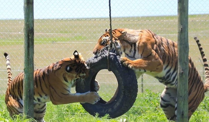 León en un santuario especializado tras ser rescatado de circos en Guatemala bajo la supervisión de la Unidad de Bienestar Animal.