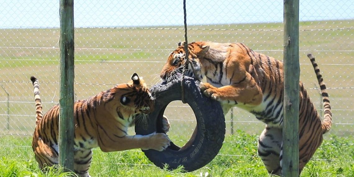 León en un santuario especializado tras ser rescatado de circos en Guatemala bajo la supervisión de la Unidad de Bienestar Animal.