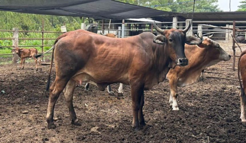 Técnicos del MAGA realizando la inspección veterinaria a un hato de bovinos para descartar larvas del Gusano Barrenador.