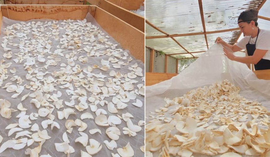 Grupo de mujeres campesinas del municipio de El Chal, Petén, elaborando y empacando harina de yuca artesanal.