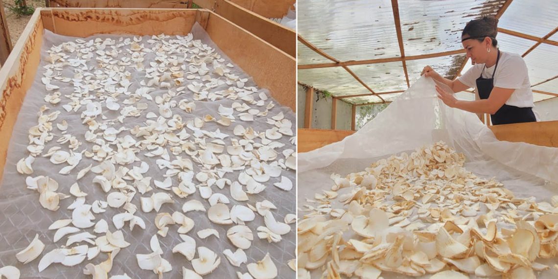 Grupo de mujeres campesinas del municipio de El Chal, Petén, elaborando y empacando harina de yuca artesanal.