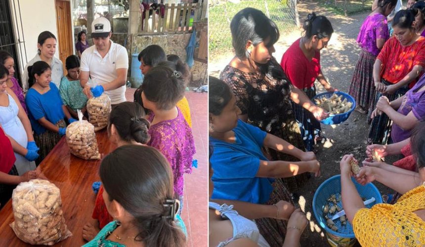 Mujeres agricultoras de Alta Verapaz cosechando hongos ostra producidos en un módulo de cultivo comunitario.