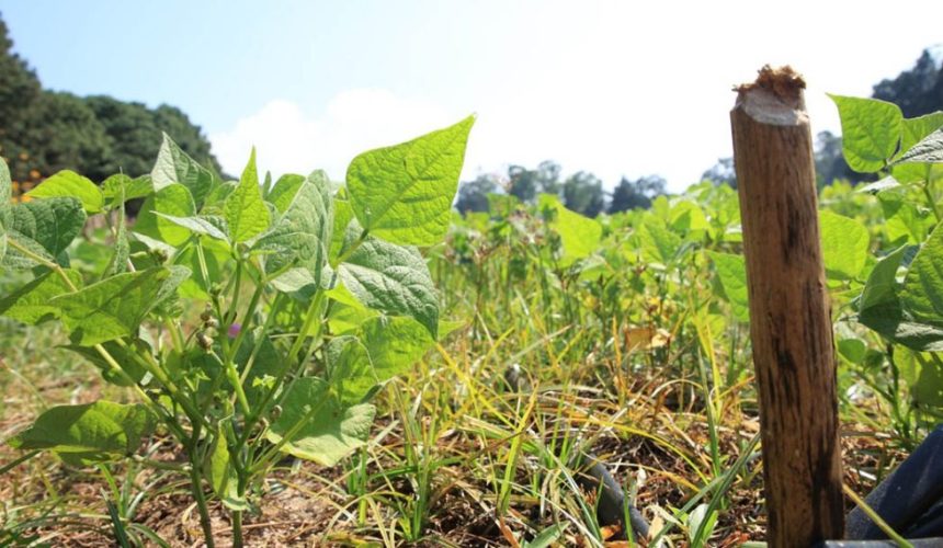 Técnicos agrícolas del MAGA inspeccionando el estado de humedad del suelo y la salud de las siembras en el campo.