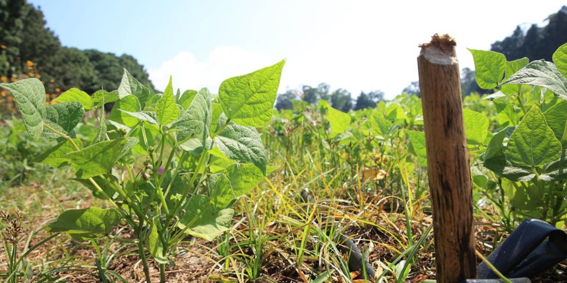 Técnicos agrícolas del MAGA inspeccionando el estado de humedad del suelo y la salud de las siembras en el campo.