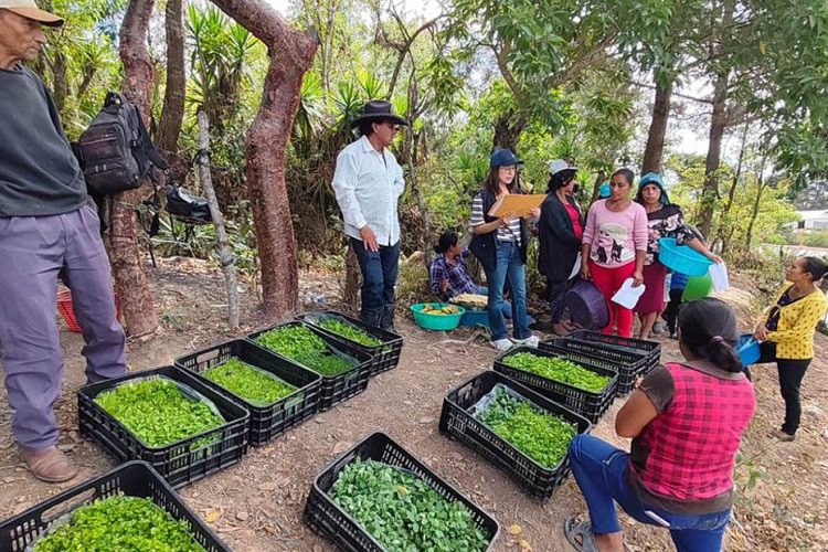 Familias de la comunidad El Suquinay en Jalapa recibiendo pilones de hortalizas para la siembra en su huerto comunitario.